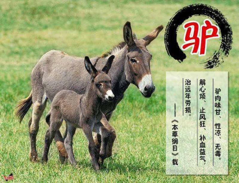 驴鞭