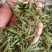 黄山毛峰雨前茶新茶绿茶高山茶二级口粮茶香浓耐泡