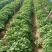 红薯苗商薯19西瓜红苗子大量供应