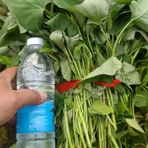 红薯苗