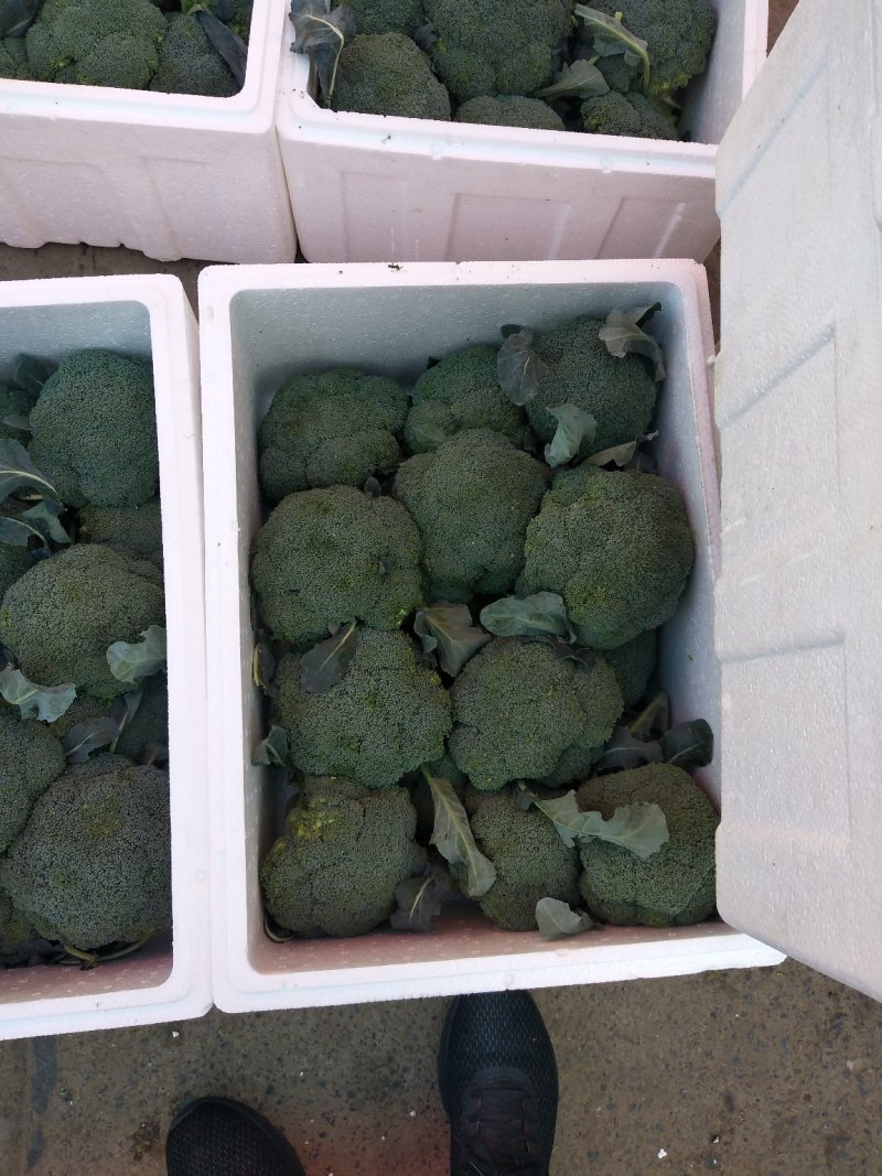 西兰花基地供应，质量好价格美丽，有收购的朋友联系我