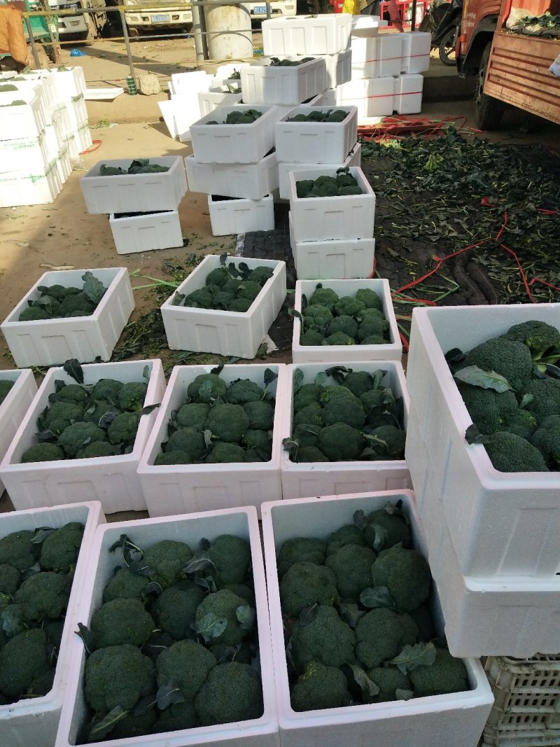 西兰花基地供应，质量好价格美丽，有收购的朋友联系我