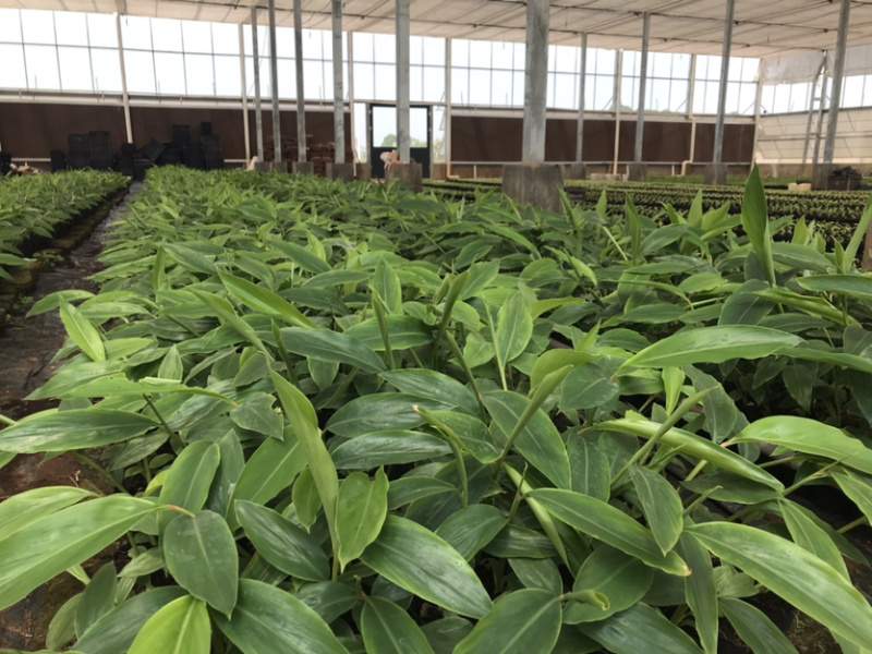 香料砂仁苗，香料，正宗