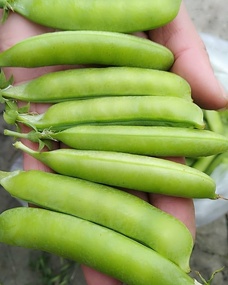 湖北襄阳青豌豆大量上市，现在限售欢迎老板咨询
