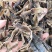 【文斌药业】地龙地龙段中间全开地道药材