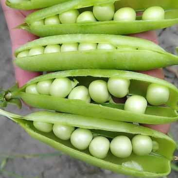 湖北襄阳青豌豆大量上市，现在限售欢迎老板咨询