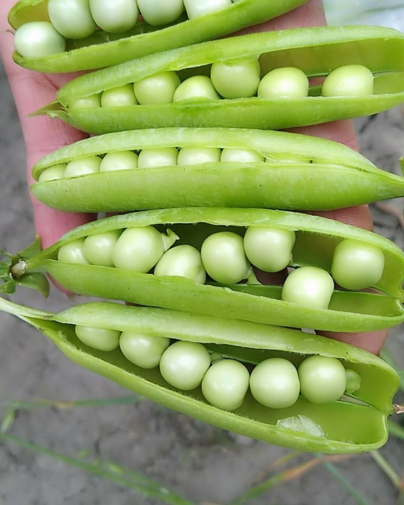 湖北襄阳青豌豆大量上市，现在限售欢迎老板咨询