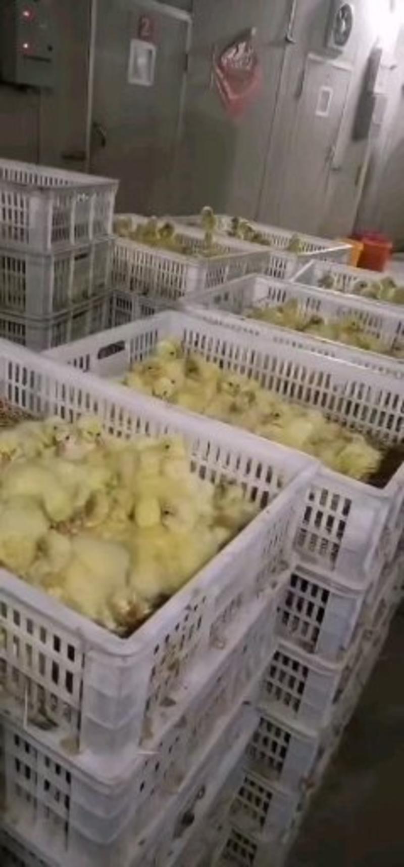 大种鹅苗批发零售包疫苗成活率高，出售各种鸡鸭鹅苗