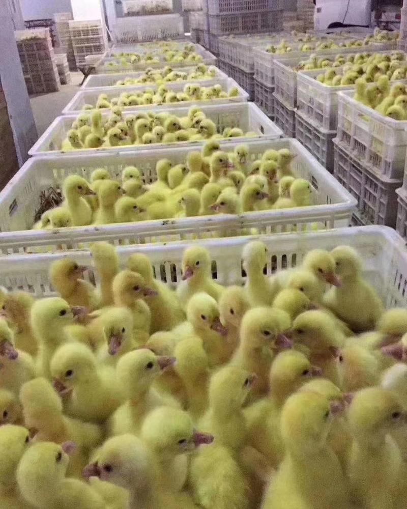 大种鹅苗批发零售包疫苗成活率高，出售各种鸡鸭鹅苗