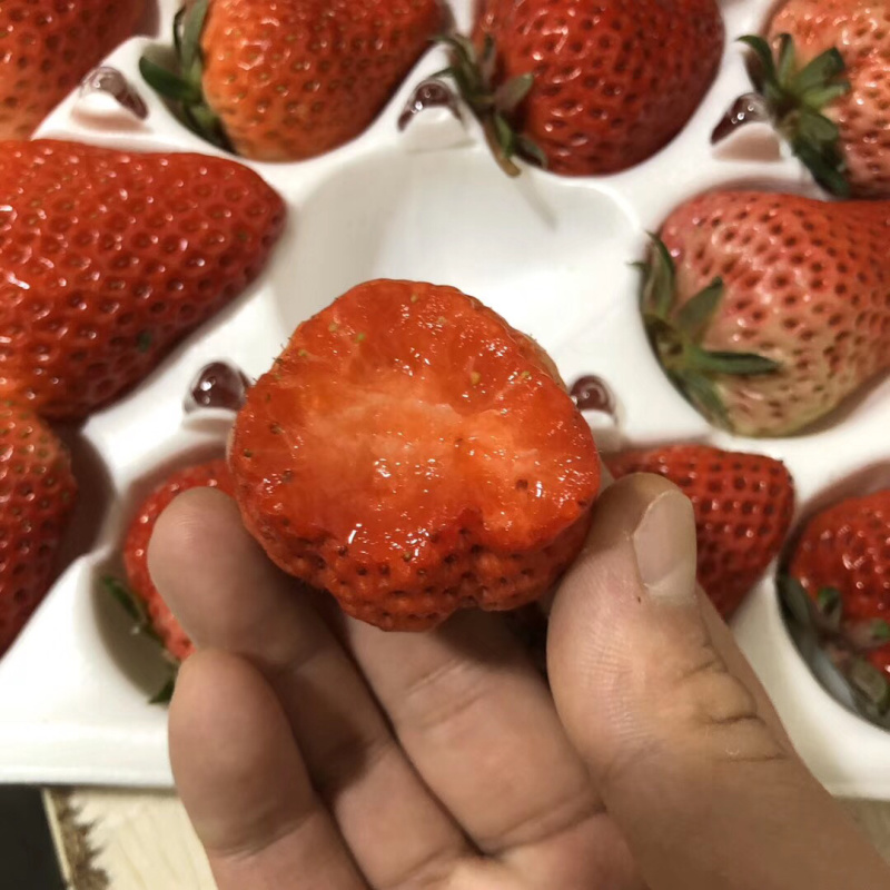国产精品水果批发新鲜水果巧克力草莓