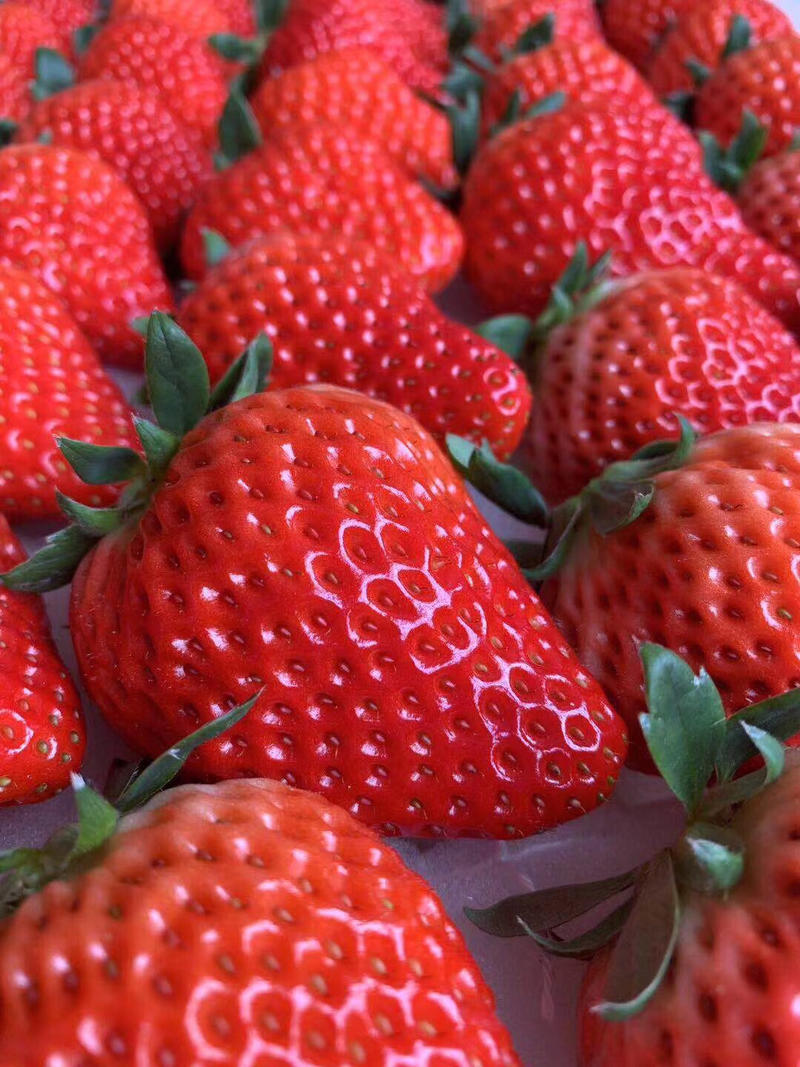 国产精品水果批发新鲜水果巧克力草莓