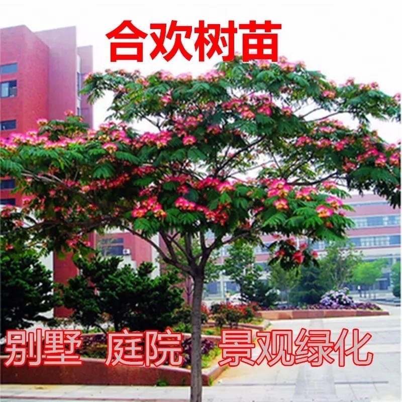 合欢树苗合欢苗绒花树苗芙蓉花树苗庭院盆栽合欢树苗绿化工程