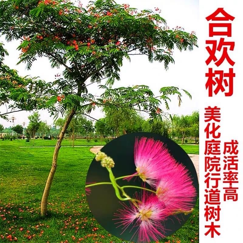 合欢树苗合欢苗绒花树苗芙蓉花树苗庭院盆栽合欢树苗绿化工程