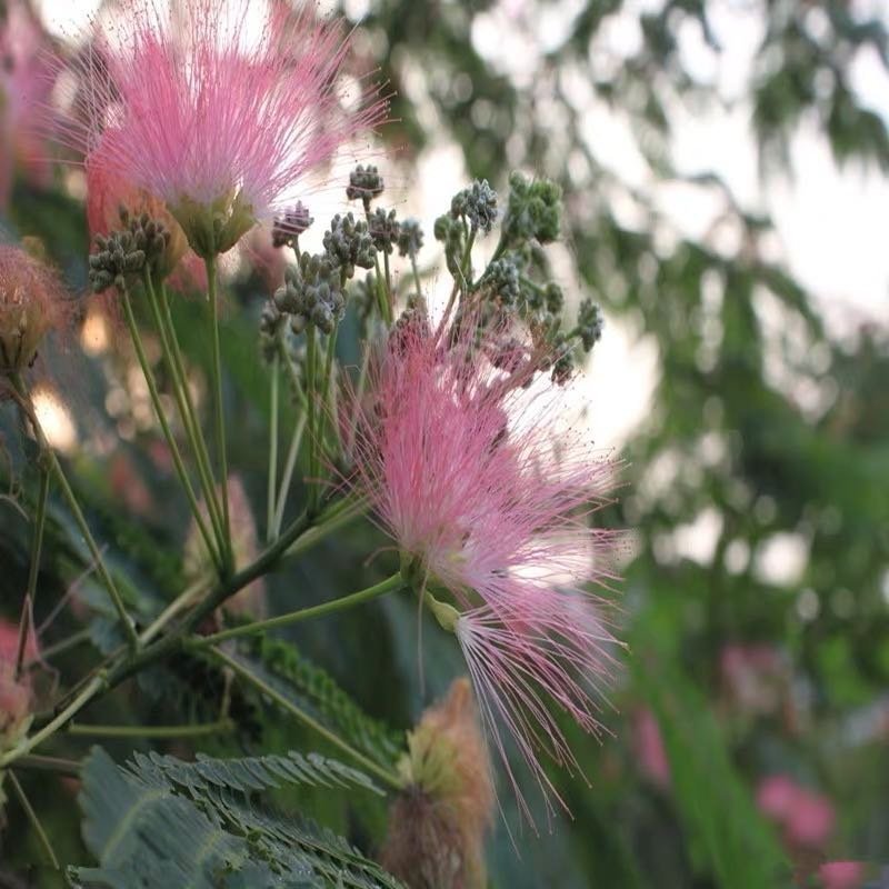 合欢树苗合欢苗绒花树苗芙蓉花树苗庭院盆栽合欢树苗绿化工程