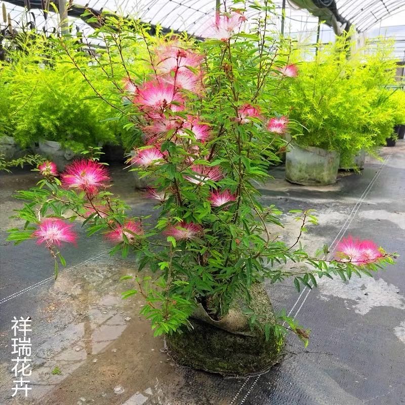 合欢树苗合欢苗绒花树苗芙蓉花树苗庭院盆栽合欢树苗绿化工程