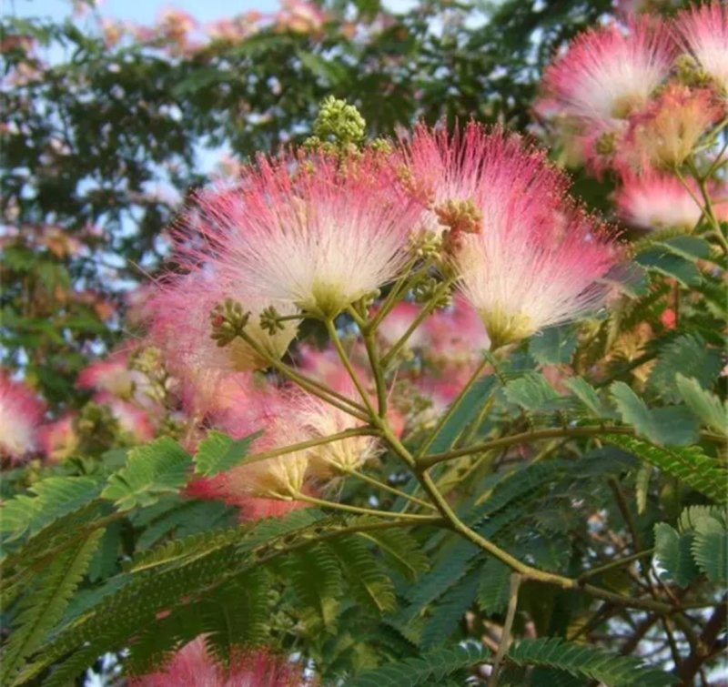 合欢树苗合欢苗绒花树苗芙蓉花树苗庭院盆栽合欢树苗绿化工程