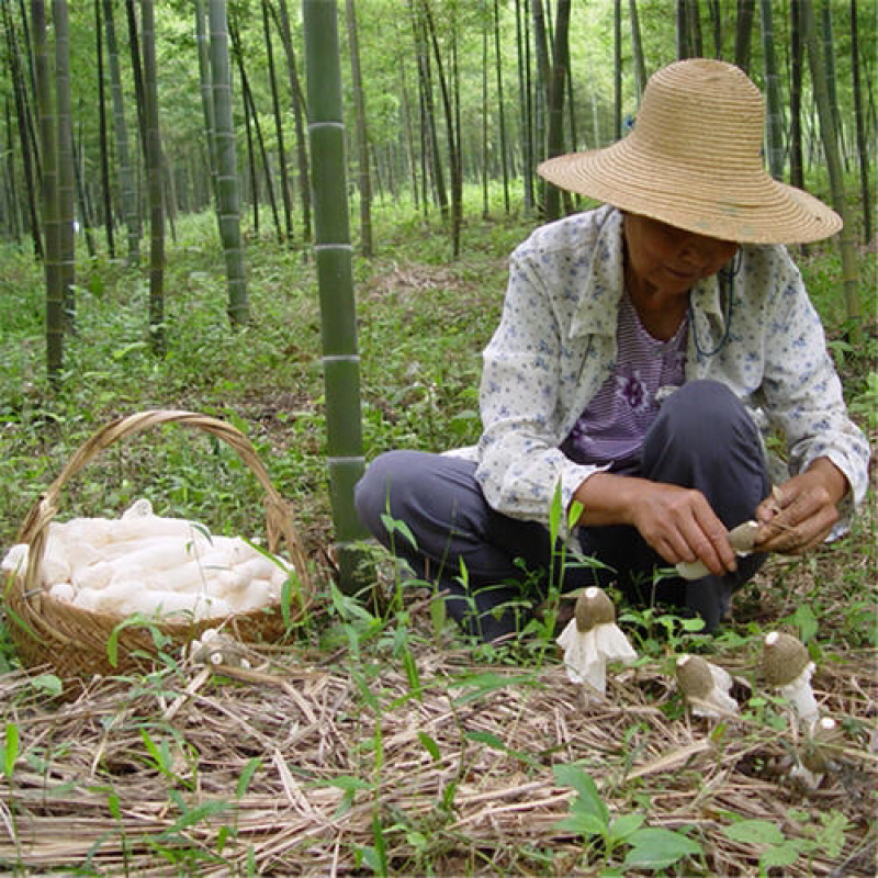 福建优质长裙竹荪物美价廉