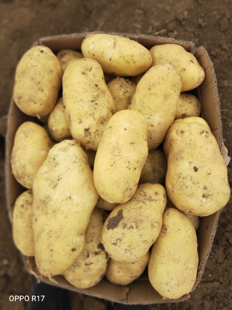 沃土5号三两起箱装精品市场货基地直供质量有保证