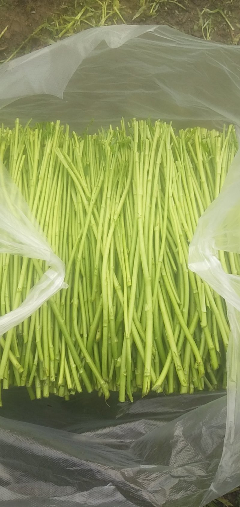 精品芦蒿