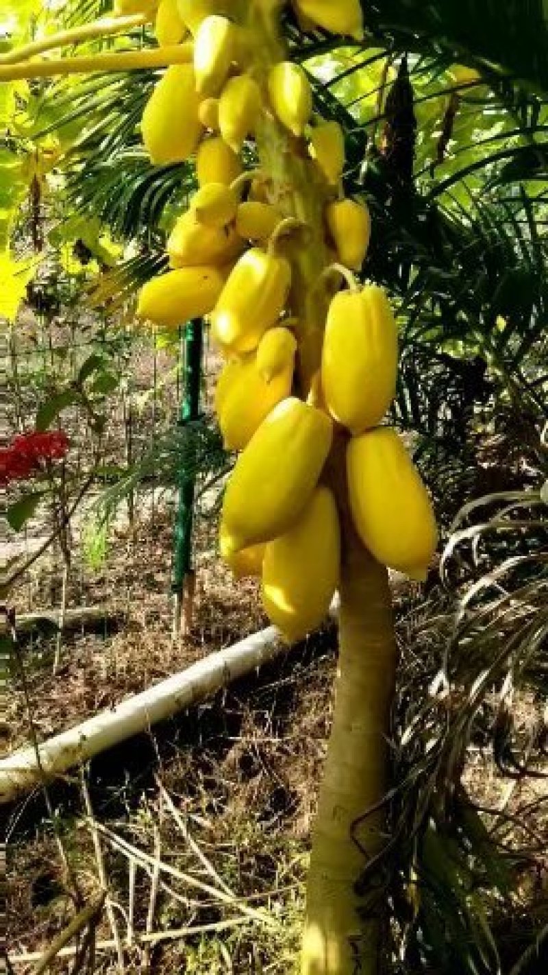 《泰国正品黄金木瓜苗》售后保障无忧