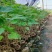 《泰国正品黄金木瓜苗》售后保障无忧