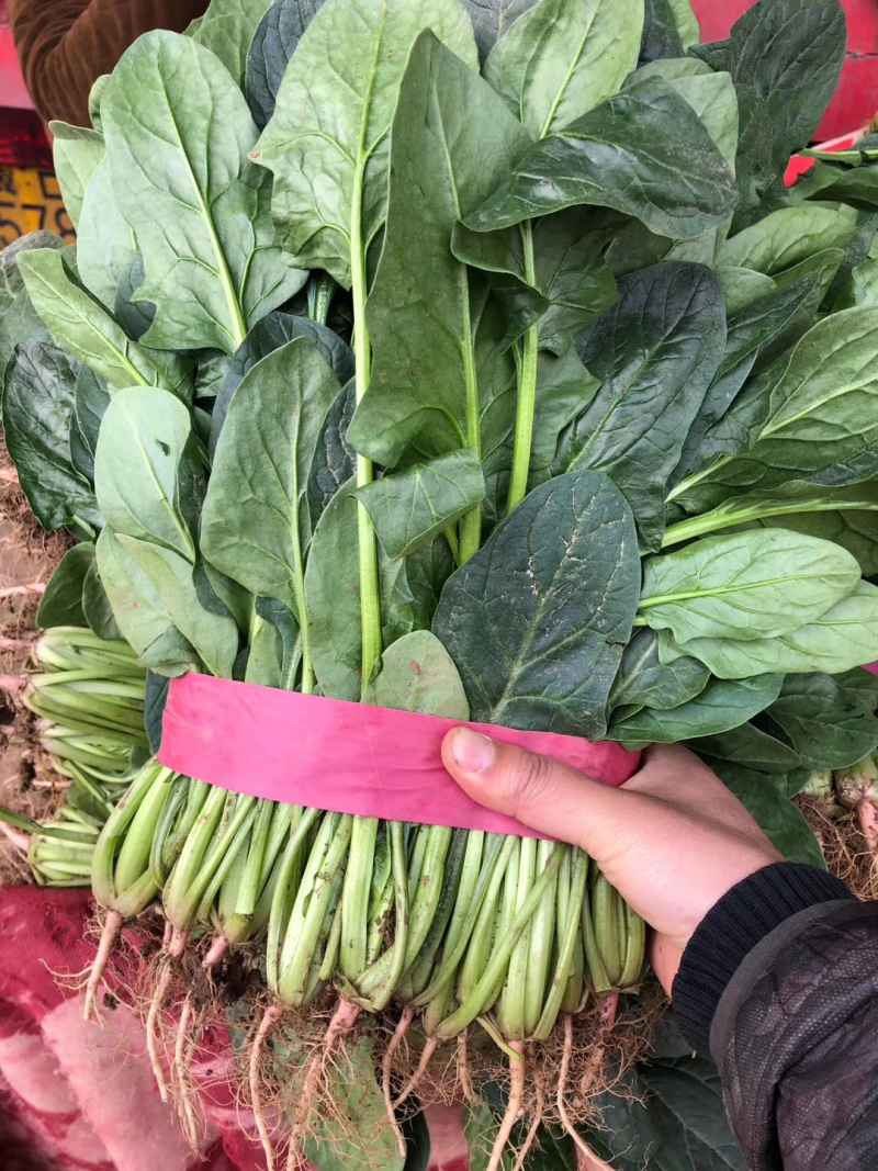 精品菠菜产地直销一手货源价格靠谱质量放心