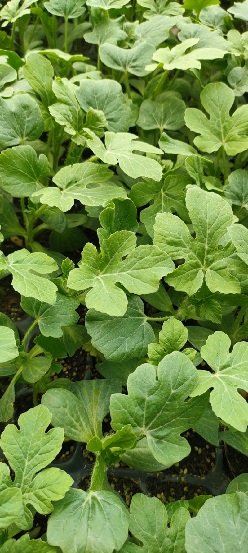 【推荐】美都、8424一级嫁接西瓜苗，优质壮苗，苗场直发