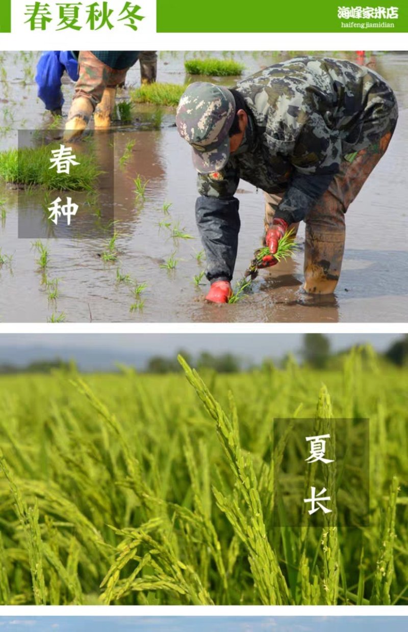 五常稻花香大米黑龙江五常大米一件代发真空包装