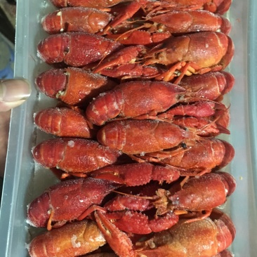 开袋即食清水小龙虾一手货源供货，常年供应