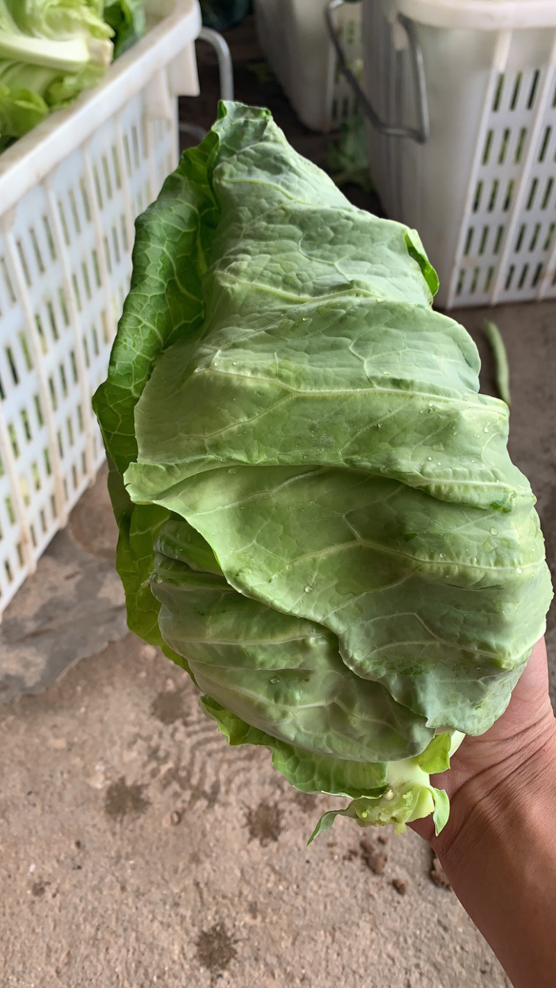 尖包菜