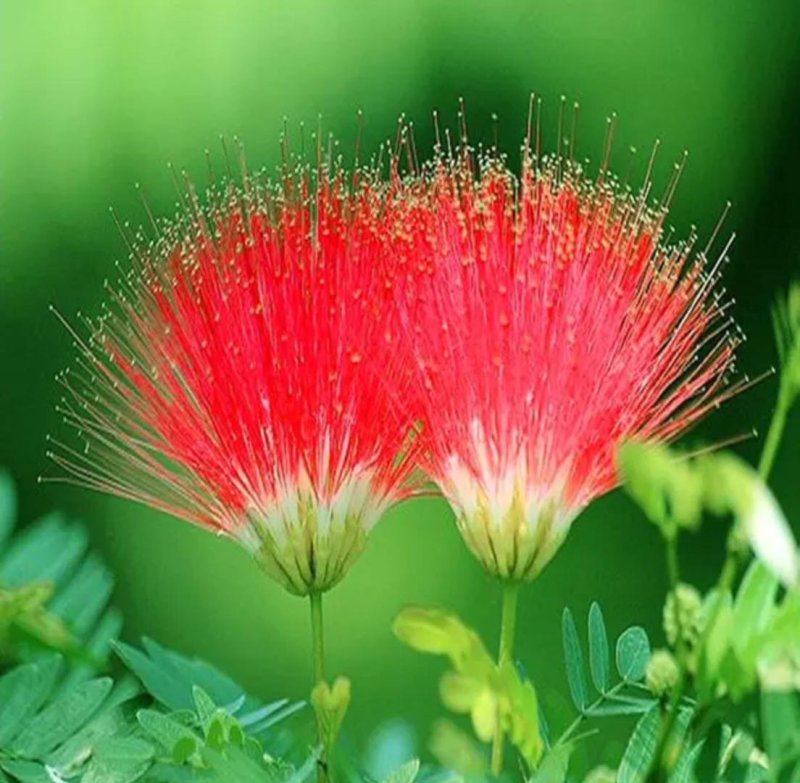 合欢树苗合欢苗绒花树苗芙蓉花树苗庭院盆栽合欢树苗绿化工程