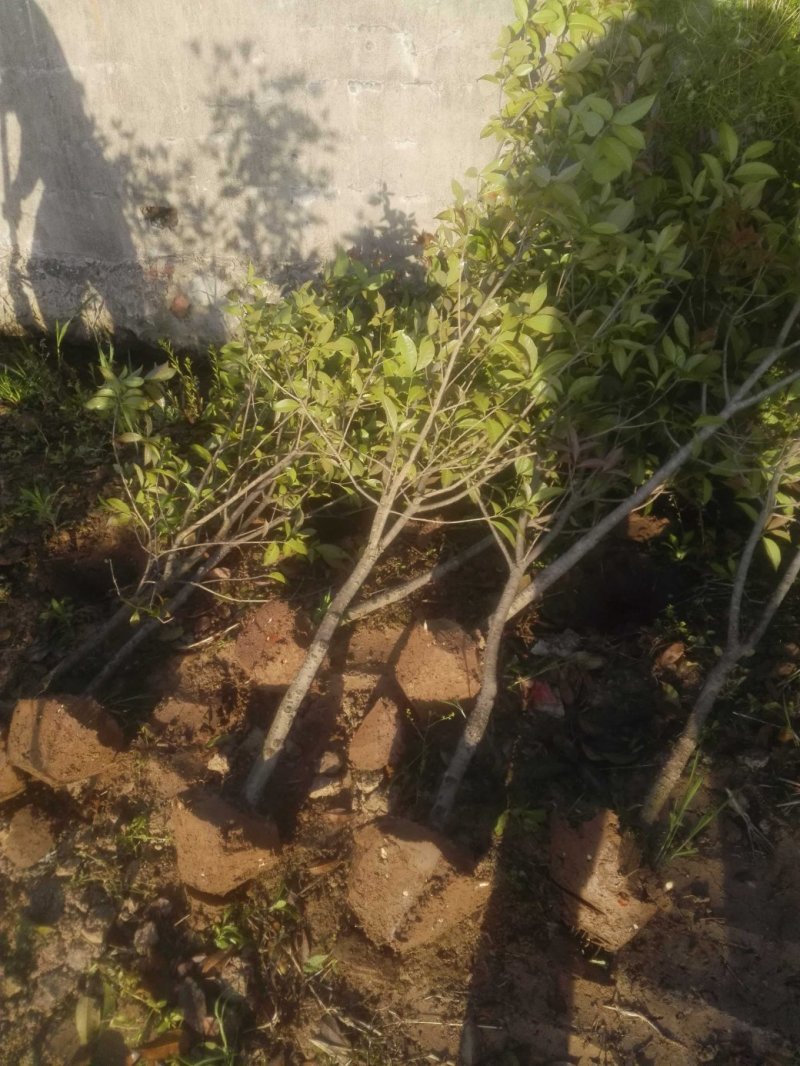 桂花，金桂2公分3公分4公分5公分6公分10公分