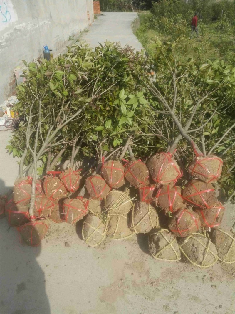 桂花，金桂2公分3公分4公分5公分6公分10公分