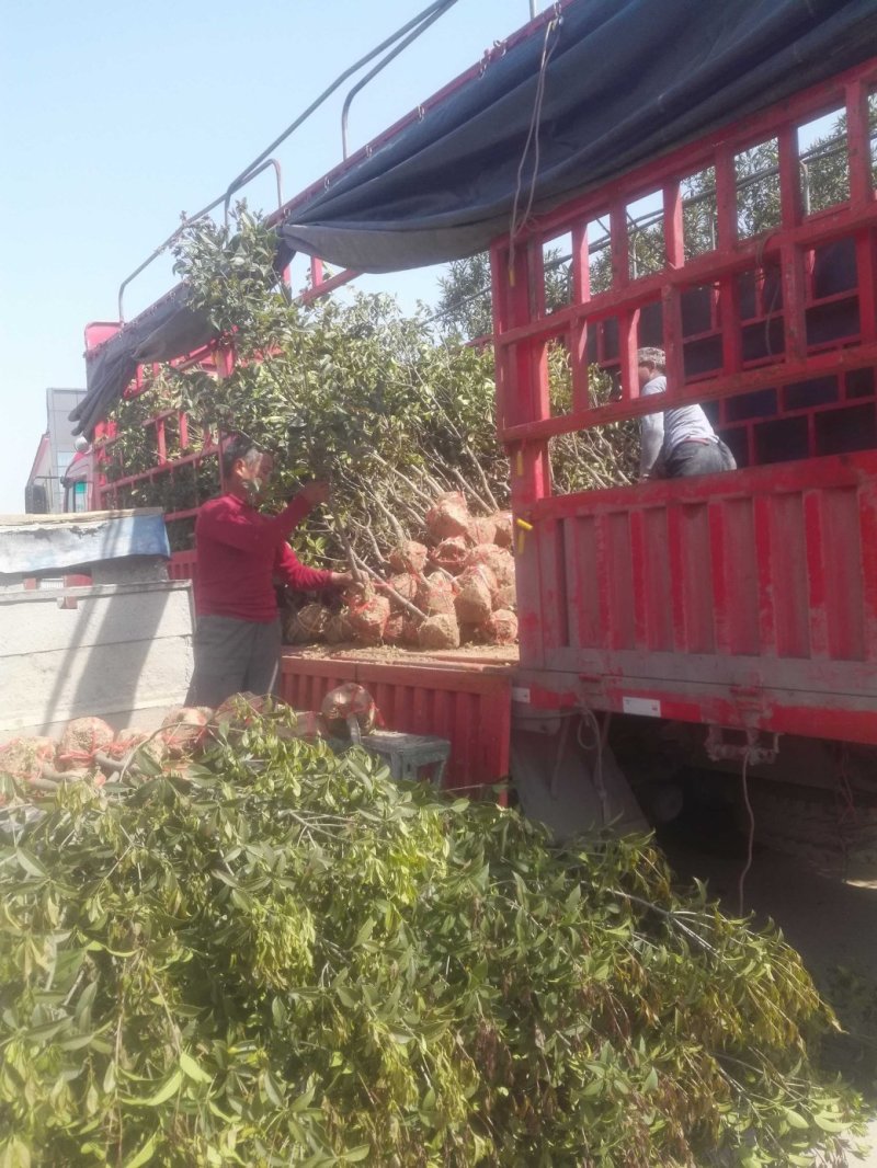 桂花，金桂2公分3公分4公分5公分6公分10公分