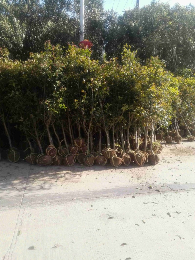 桂花，金桂2公分3公分4公分5公分6公分10公分