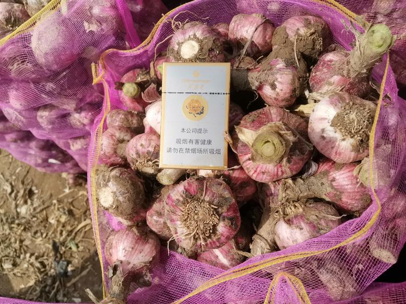 河南紫红皮大蒜鲜蒜产地直供货源充足品质保证全国供货