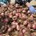 河南紫红皮大蒜鲜蒜产地直供货源充足品质保证全国供货