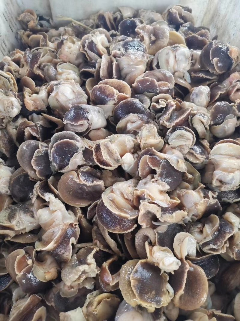 干冰香螺肉好货去黄去脏高温熟煮坐标丹东东港海源水产
