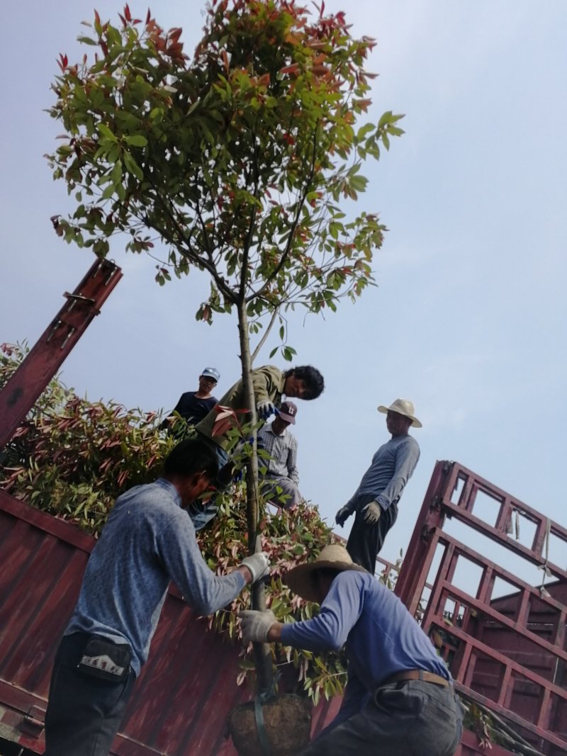 高杆红叶石楠，3公分4公分5公分6公分高杆石楠价格