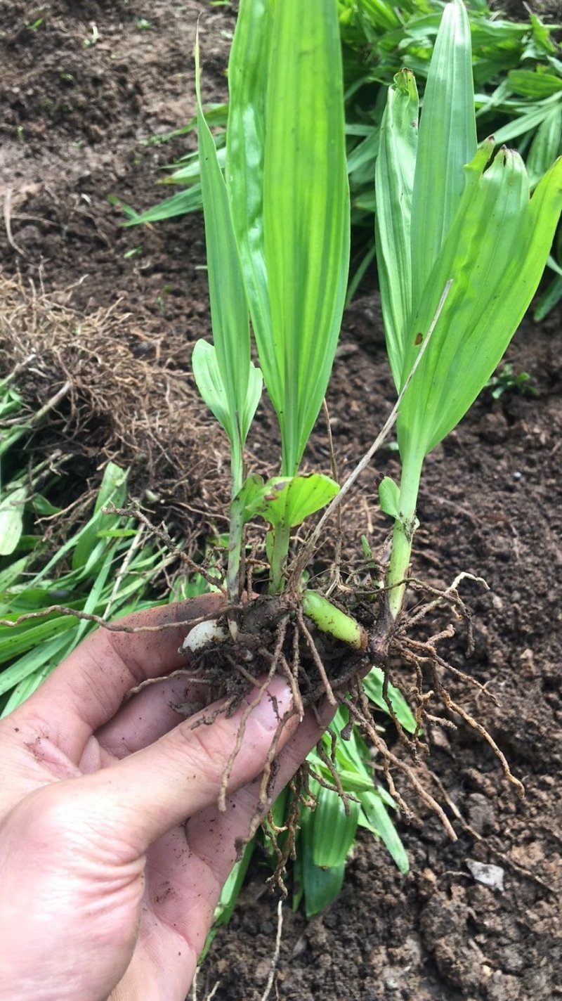 白芨苗