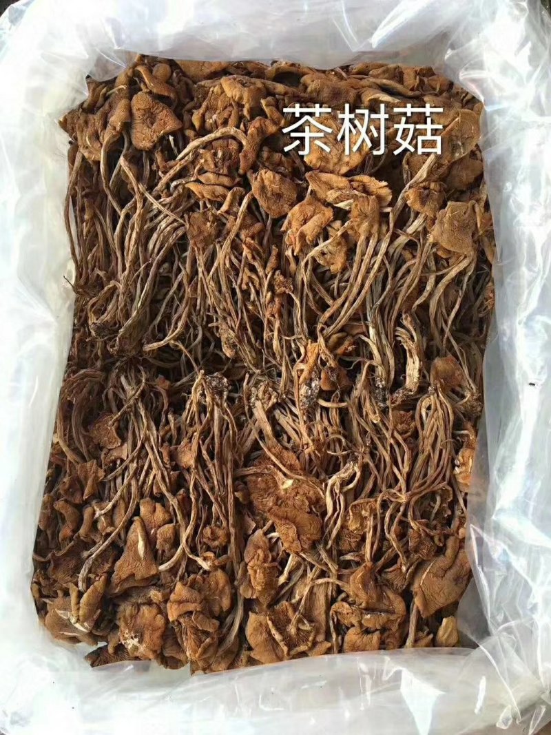 茶树菇，营养丰富，是地道的山珍佳品。