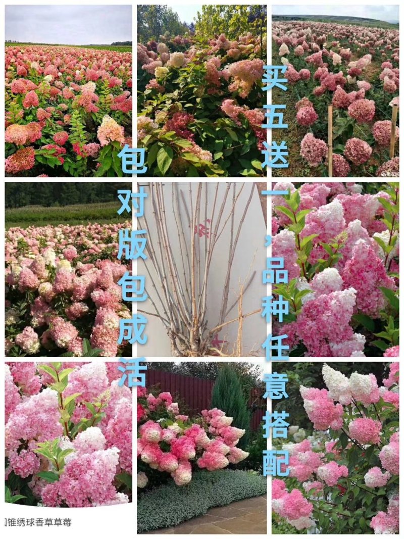 木本绣球老桩，高度可选，适应各种环境，颜色多元化
