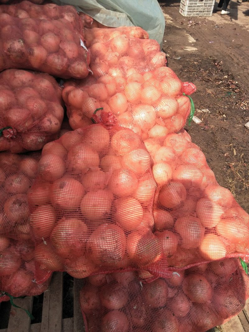 圆葱黄皮圆葱供应有多种蔬菜