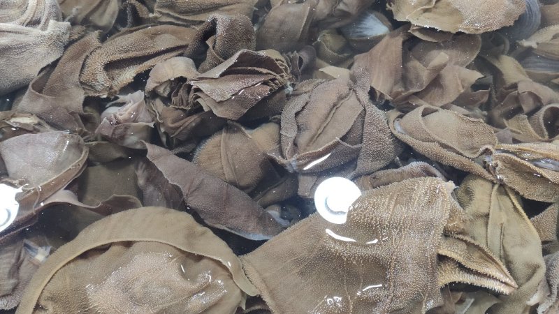 毛肚黄大叶脆毛肚火锅必点