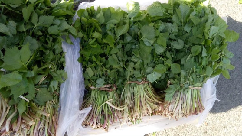 刺嫩芽，刺老芽，乌龙头，东北特产，山野菜，野生蘑菇