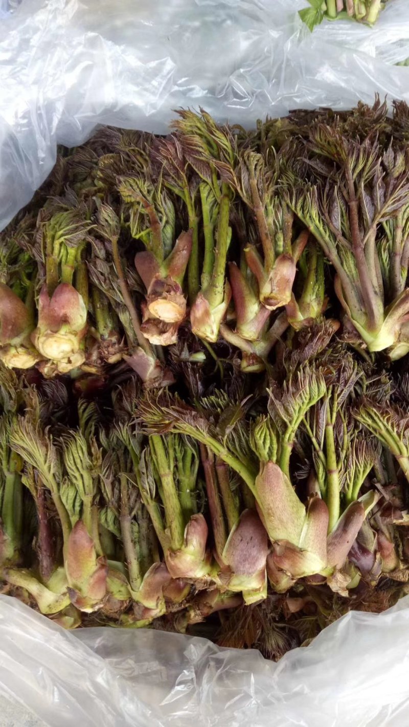 刺嫩芽，刺老芽，乌龙头，东北特产，山野菜，野生蘑菇