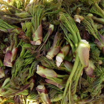 刺嫩芽，刺老芽，乌龙头，东北特产，山野菜，野生蘑菇