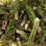 刺嫩芽，刺老芽，乌龙头，东北特产，山野菜，野生蘑菇