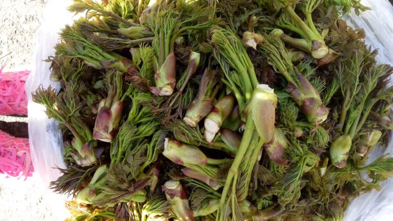 刺嫩芽，刺老芽，乌龙头，东北特产，山野菜，野生蘑菇
