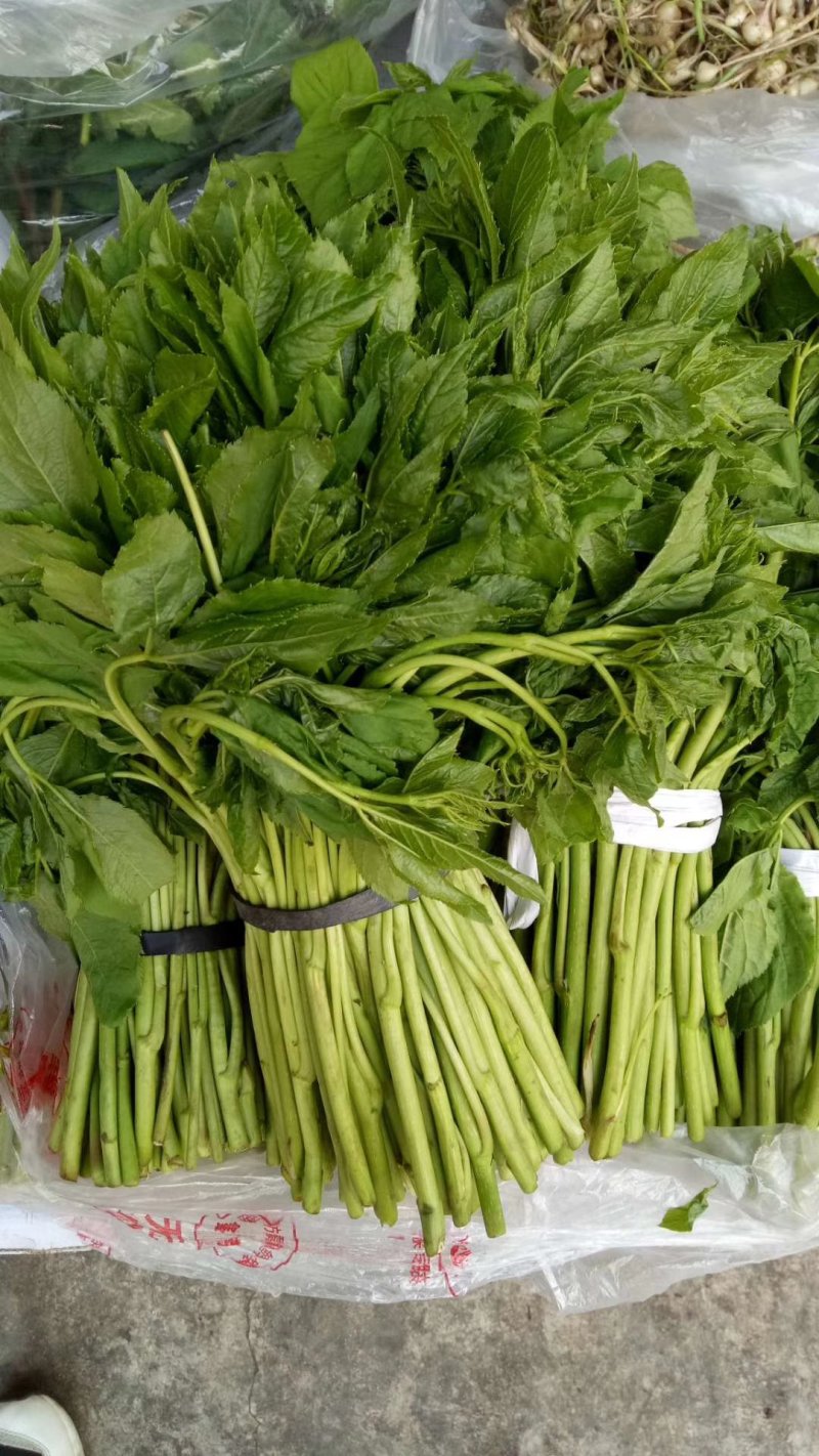 刺嫩芽，刺老芽，乌龙头，东北特产，山野菜，野生蘑菇
